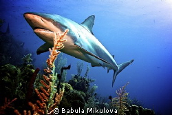 Shark by Babula Mikulova 
